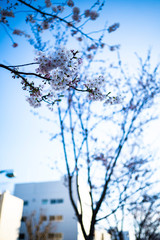 sakura_with_sky