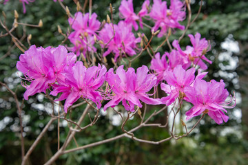 Fototapeta premium ツツジ