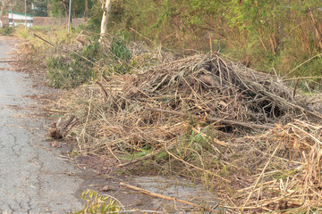Pile of cut dry branches on the ground