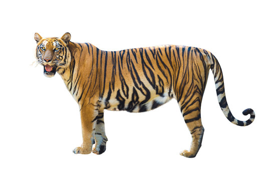 Tiger pictures on white background have different verbs.