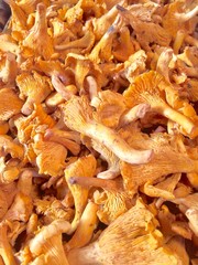 mushrooms on market