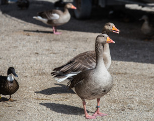 Couple d'oies de guinées dans une ferme du sud de la France prés de Lunel en Occitanie et Languedoc Roussillon en France