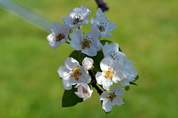 Birnenblüten