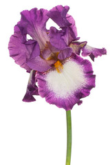 iris flower isolated