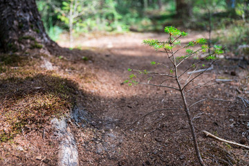 close up twig of pine tree in Chaamse Bossen, The Netherlands