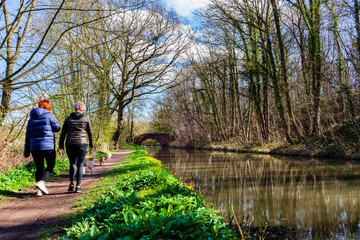Walking dogs  on Chesterfield canal