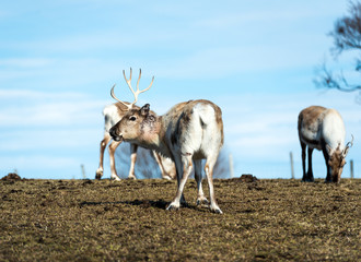 reindeer in its natural environment in scandinavia .Tromso