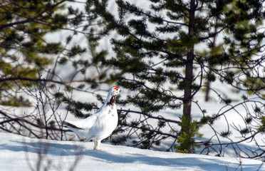Willow Ptarmigan in the norwegian tundra.Tromso