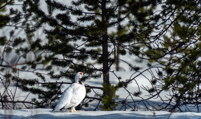 Willow Ptarmigan in the norwegian tundra.Tromso