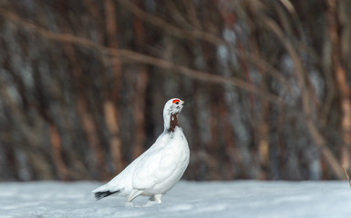 Willow Ptarmigan in the norwegian tundra.Tromso