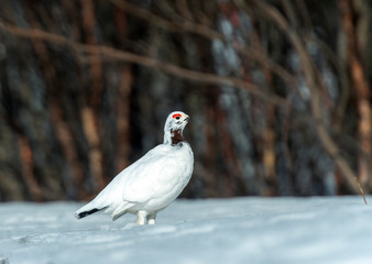 Willow Ptarmigan in the norwegian tundra.Tromso