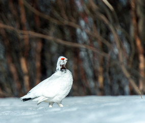 Willow Ptarmigan in the norwegian tundra.Tromso