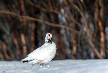 Willow Ptarmigan in the norwegian tundra.Tromso