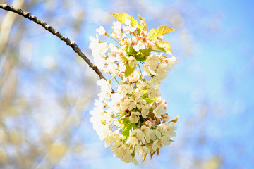 Blüten am Baum im April