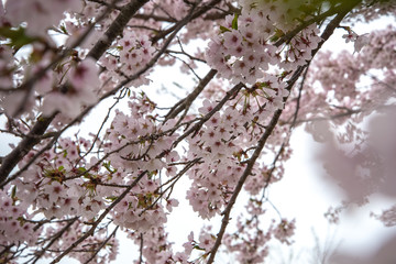 散る時を待つ桜