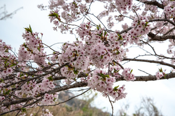 散る時を待つ桜