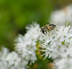 bee closeup on white wild rosemary flower