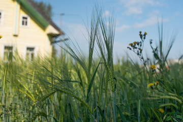 young rye in a field near the house