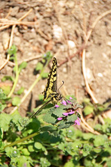 Schmetterling auf Blüte