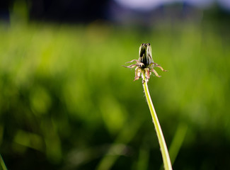 dandelion without fluffs on the background of grass