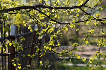 birch branches in spring