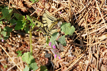 Schmetterling auf Blüte