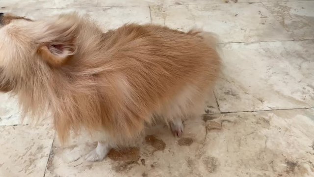 Perro raza Pomerania rascandose y sacudiendose
