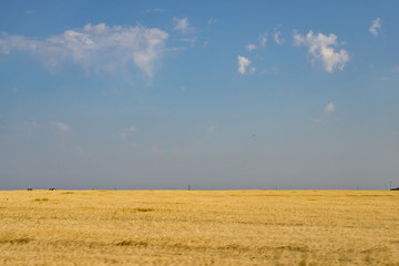 Obraz premium field and blue sky