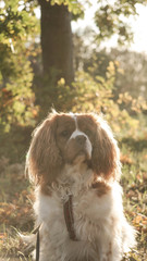 Cavalier spaniel in autumn