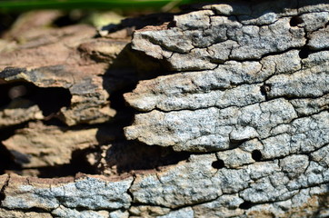Hintergrund Rinde an einem abgestorbenen Baum