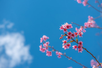 Beautiful sakura or cherry blossom in spring