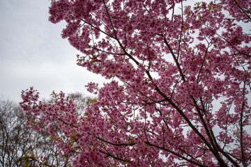 色の濃い桜