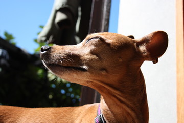 young specimen puppy dog ​​breed. pet in the terrace of the house where he lives proud. female...