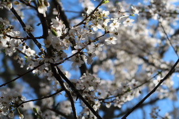 cherry blossom in spring