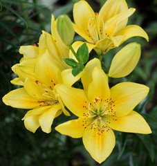 Fototapeta premium Lilies – fine creation of the nature!