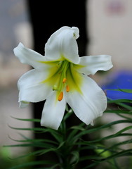 Obraz premium Lilies – fine creation of the nature!