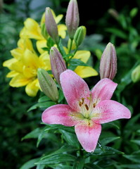 Lilies – fine creation of the nature!