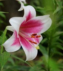 Fototapeta na wymiar Lilies – fine creation of the nature!