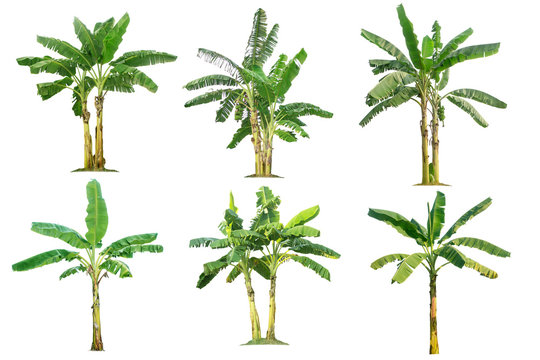 banana trees collection isolated on a white background for garden design