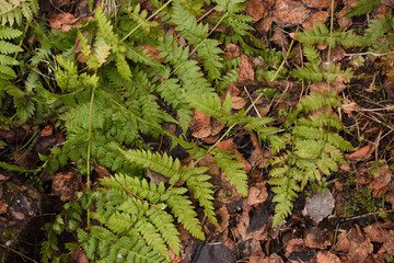 fern leaf top view