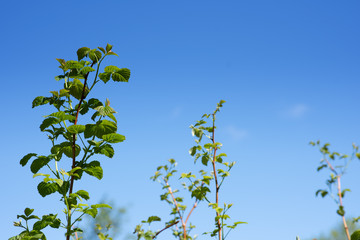 raspberry bush against the sky