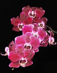 Fototapeta na wymiar Delicate and refined flower - the Orchid!