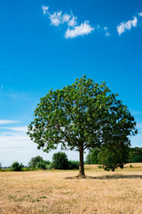 Fototapeta na wymiar tree on grass field along river, Wijk bij Duurstede, The Netherlands. Against blue sky