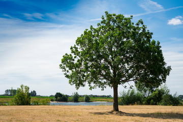 Fototapeta na wymiar tree on grass field along river, Wijk bij Duurstede, The Netherlands