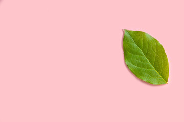 one green fresh leaf on a pink background and copy space