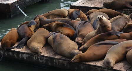 Sea Lions at Pier 39 in North Beach in San Francisco, on April 26, 2017, California USA