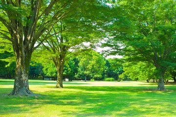 Garden trees