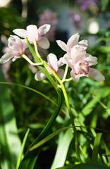 Pink orchid on green leaves sunny background