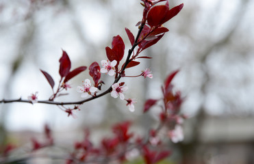 tree leaves and flowers
