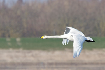 Whooper Swan, adult in flight, Welney Wetland Centre, Norfolk, England, UK.